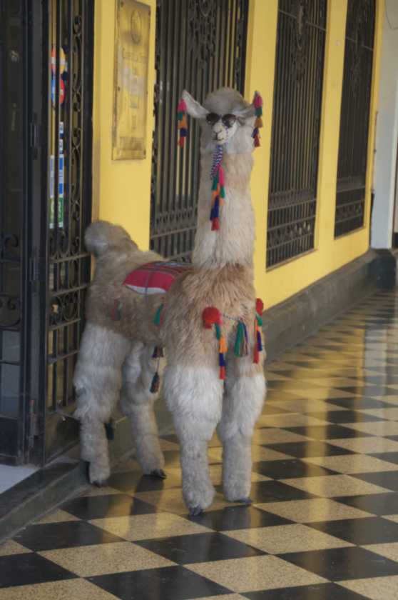 023 110504 Lima