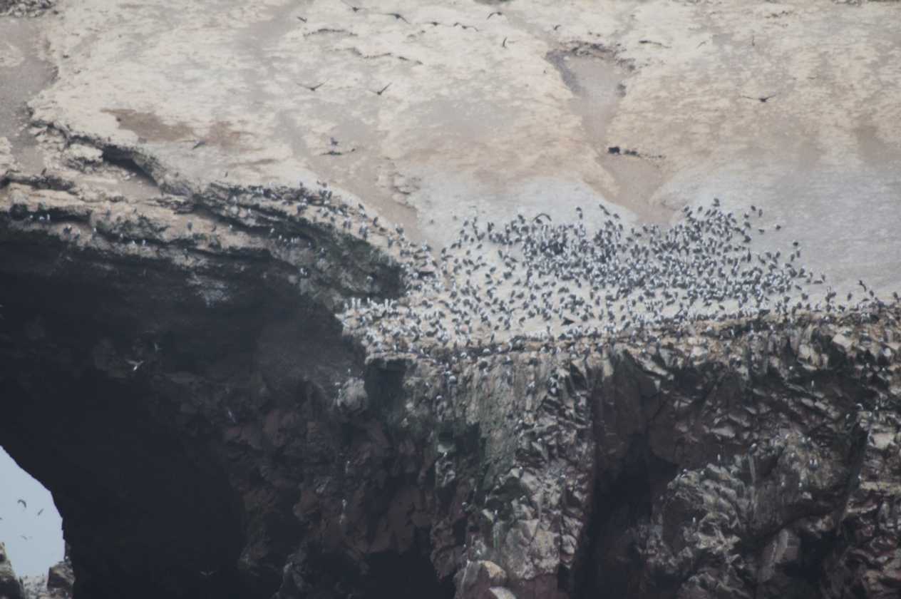 029 110505 Ballestas-Ica