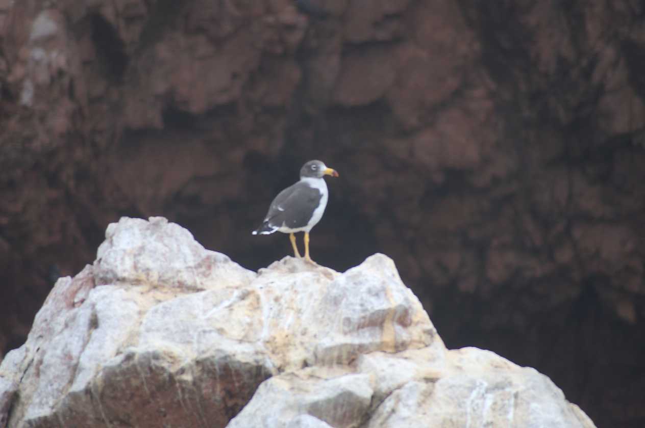 033 110505 Ballestas-Ica