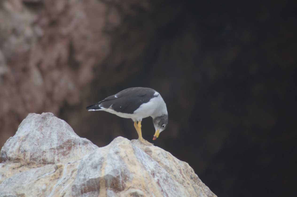 034 110505 Ballestas-Ica
