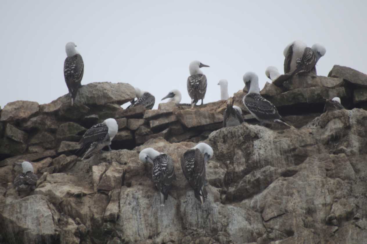 035 110505 Ballestas-Ica