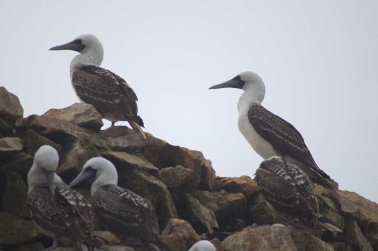036 110505 Ballestas-Ica