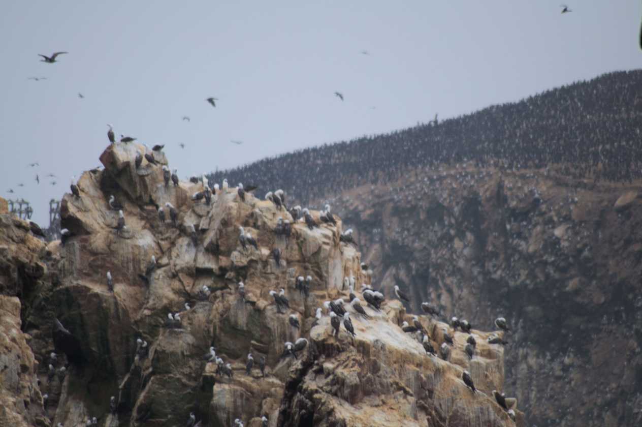 037 110505 Ballestas-Ica