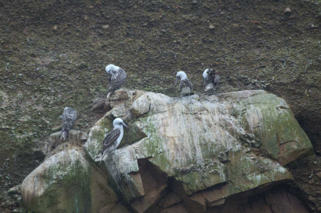 038 110505 Ballestas-Ica
