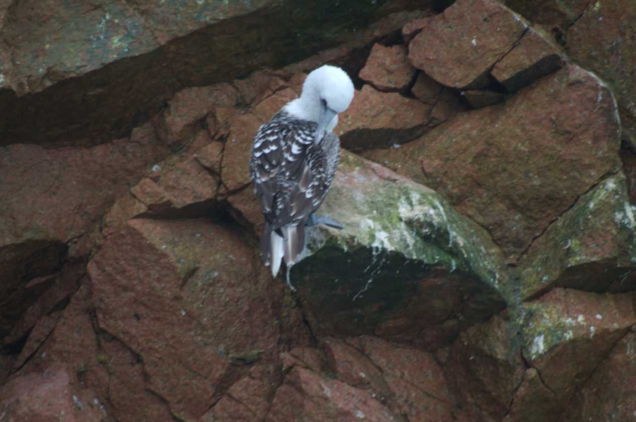 039 110505 Ballestas-Ica