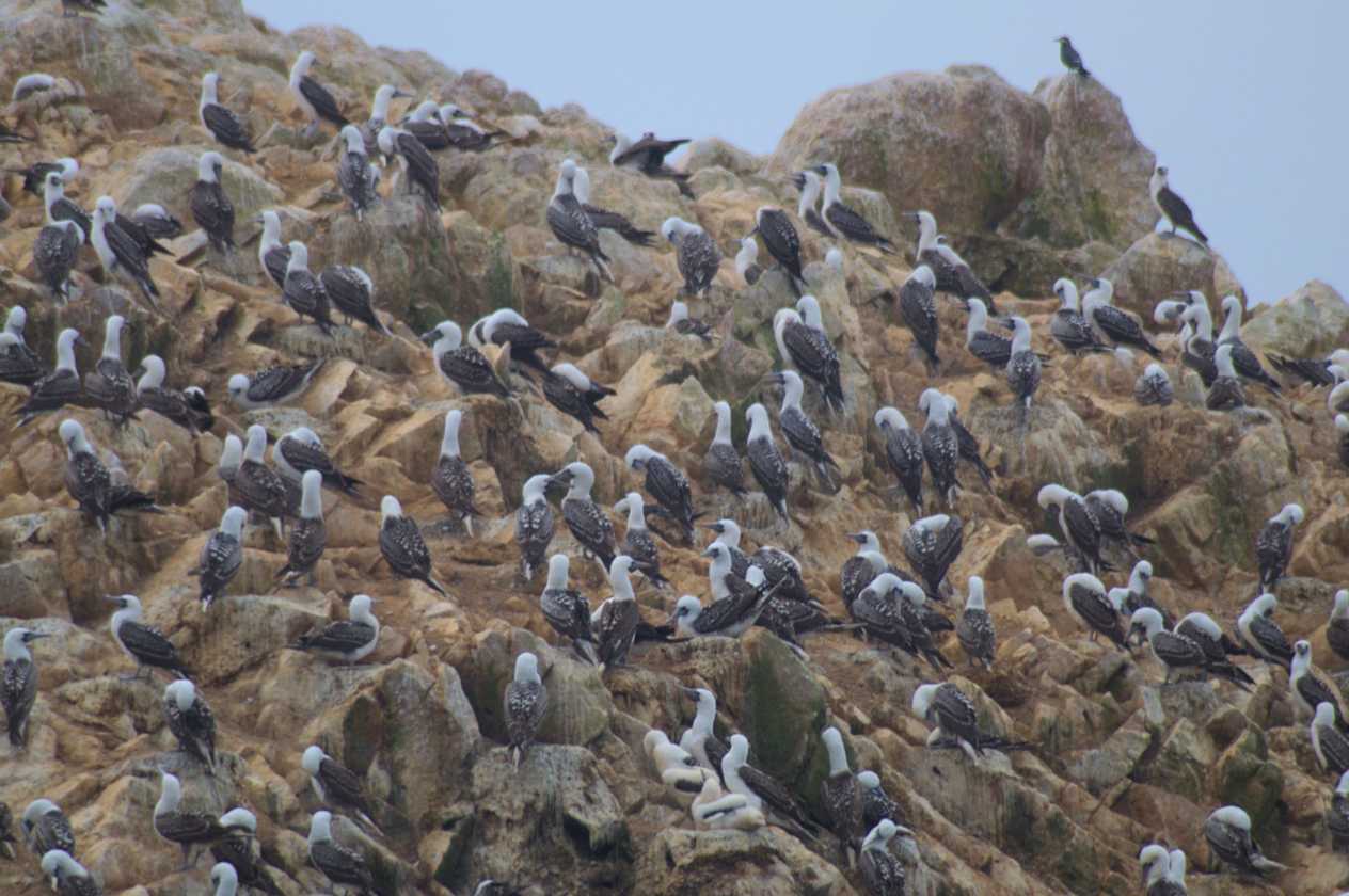 040 110505 Ballestas-Ica