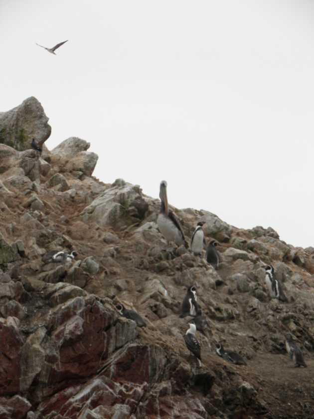 041 110505 Ballestas-Ica