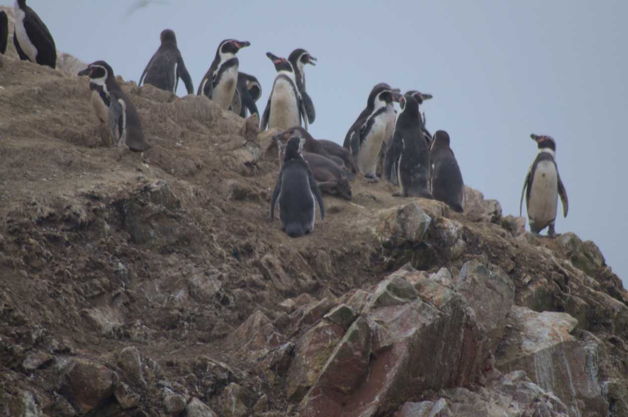 042 110505 Ballestas-Ica