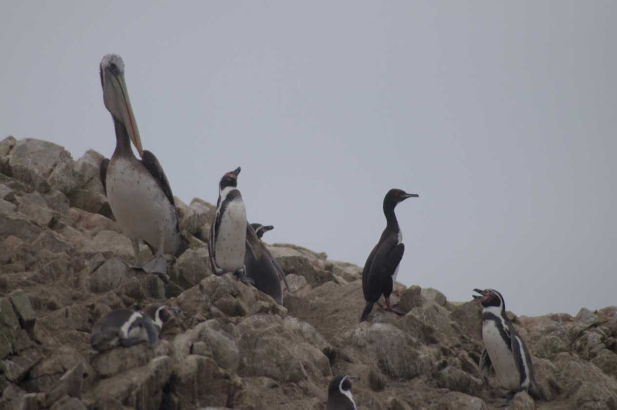 043 110505 Ballestas-Ica