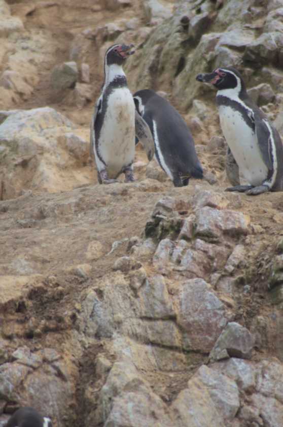 045 110505 Ballestas-Ica