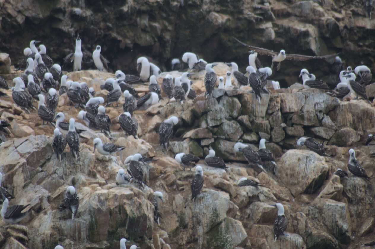046 110505 Ballestas-Ica