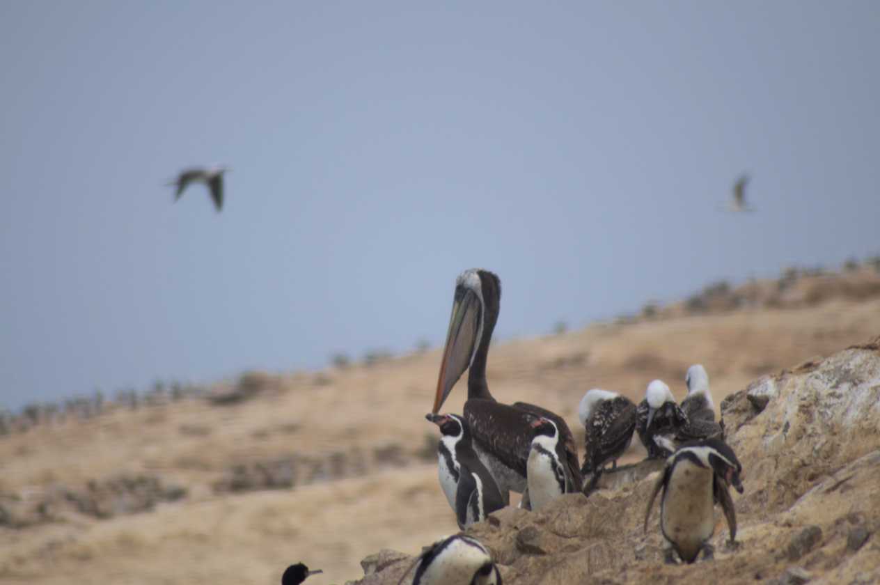 047 110505 Ballestas-Ica