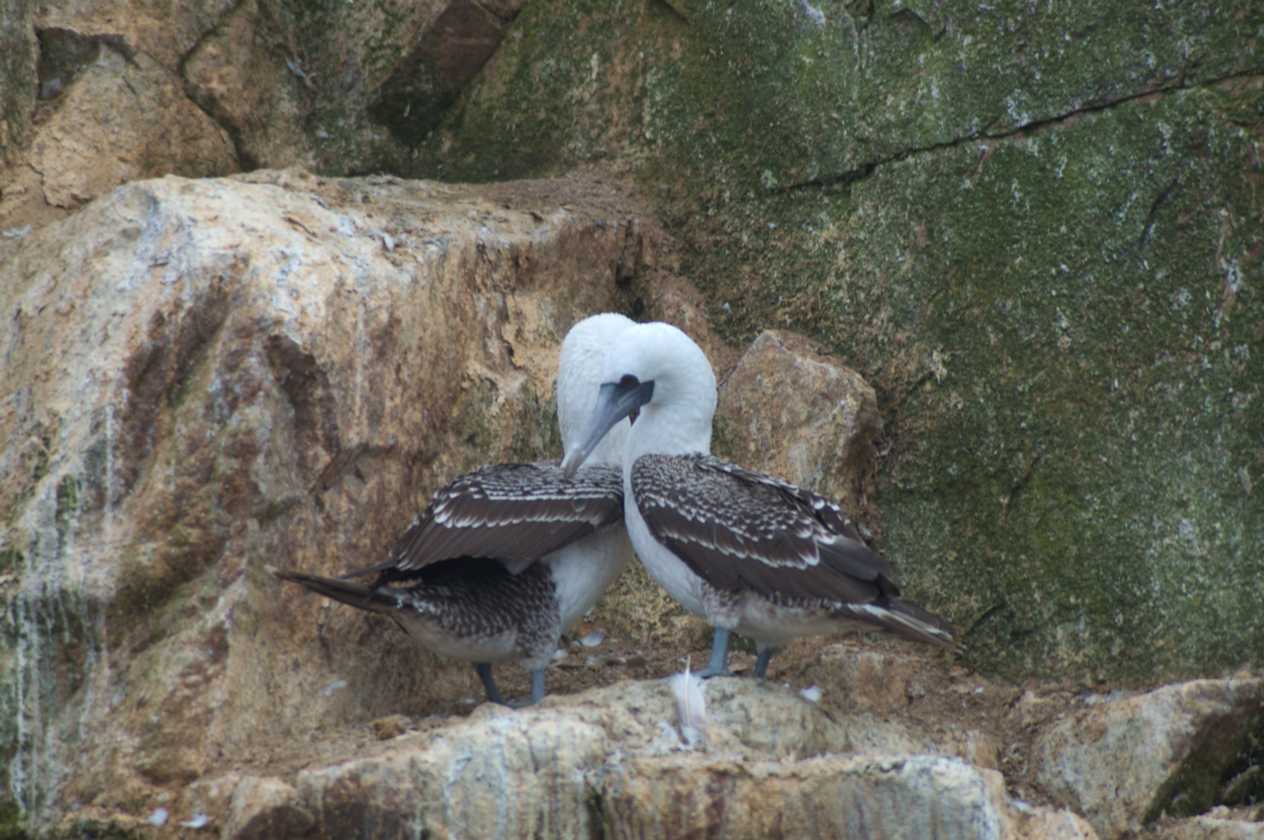 048 110505 Ballestas-Ica