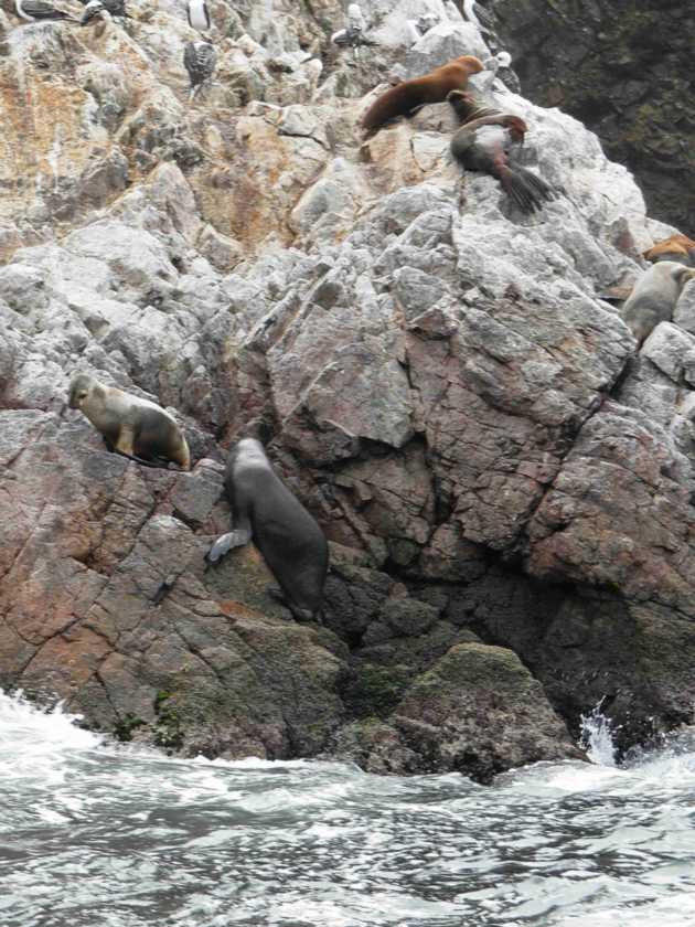 049 110505 Ballestas-Ica