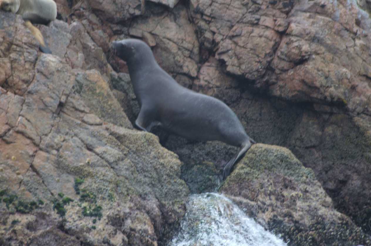 050 110505 Ballestas-Ica