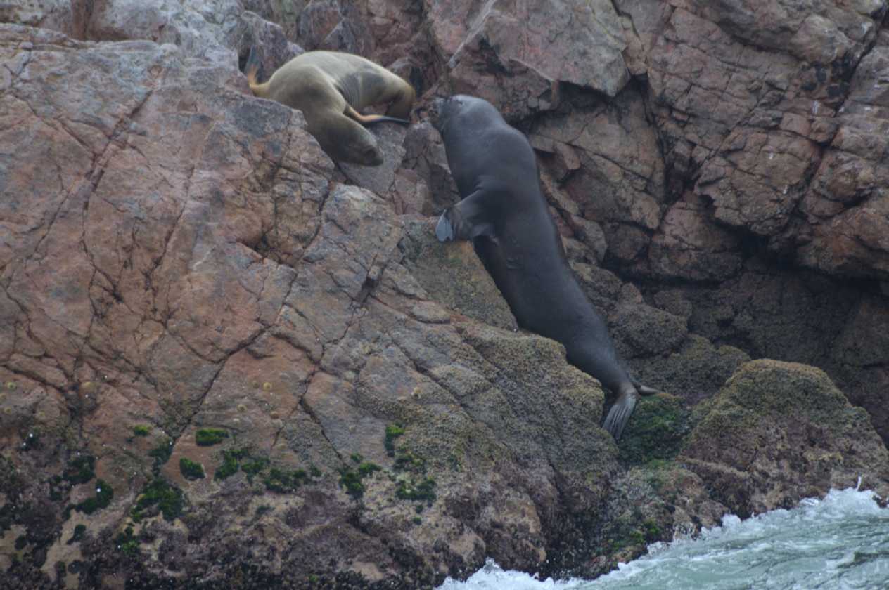 051 110505 Ballestas-Ica