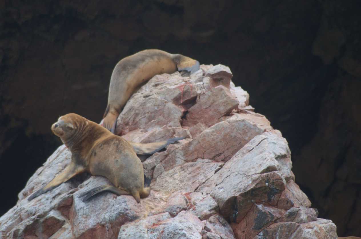 052 110505 Ballestas-Ica