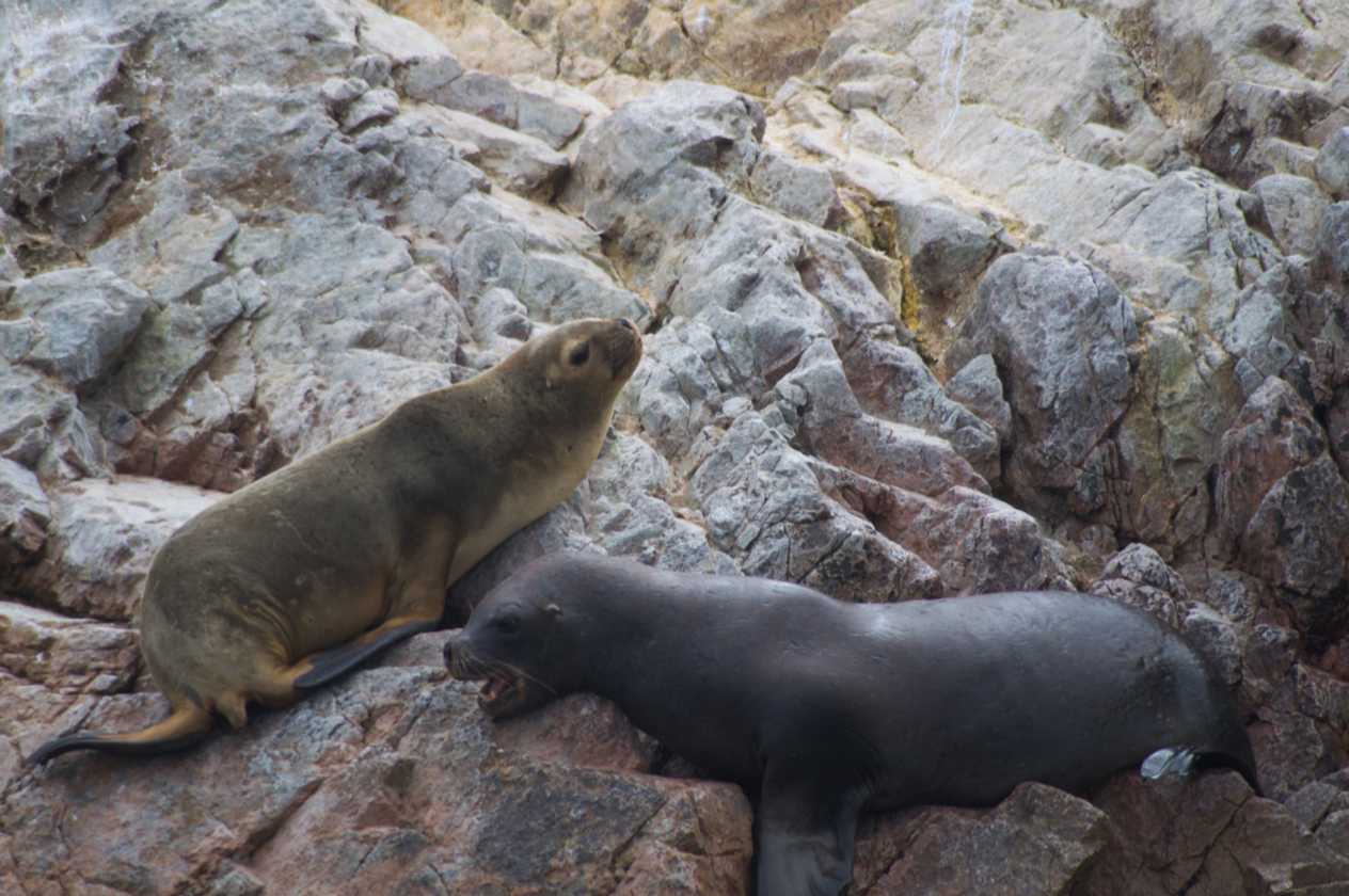 053 110505 Ballestas-Ica