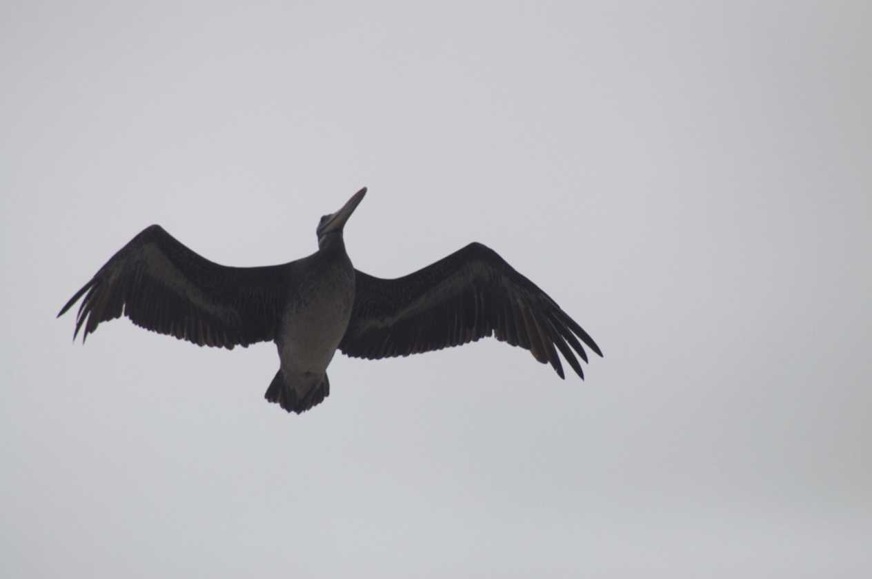 055 110505 Ballestas-Ica