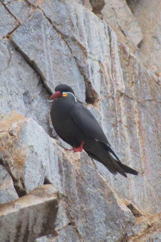 057 110505 Ballestas-Ica