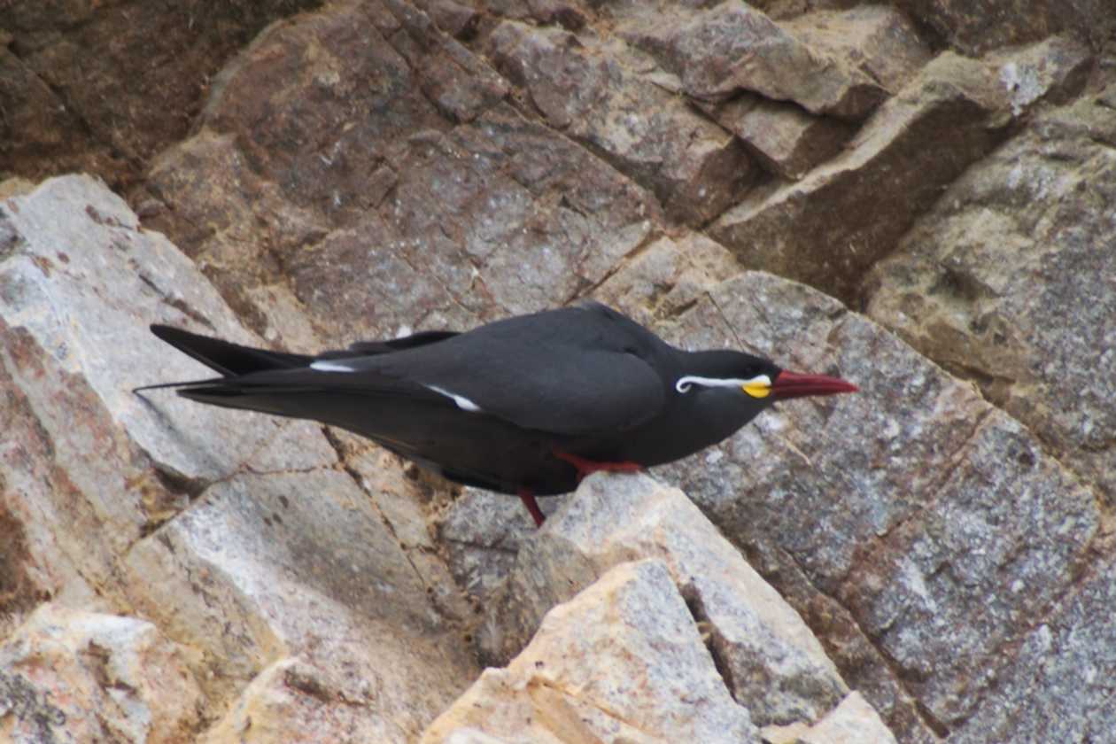 059 110505 Ballestas-Ica