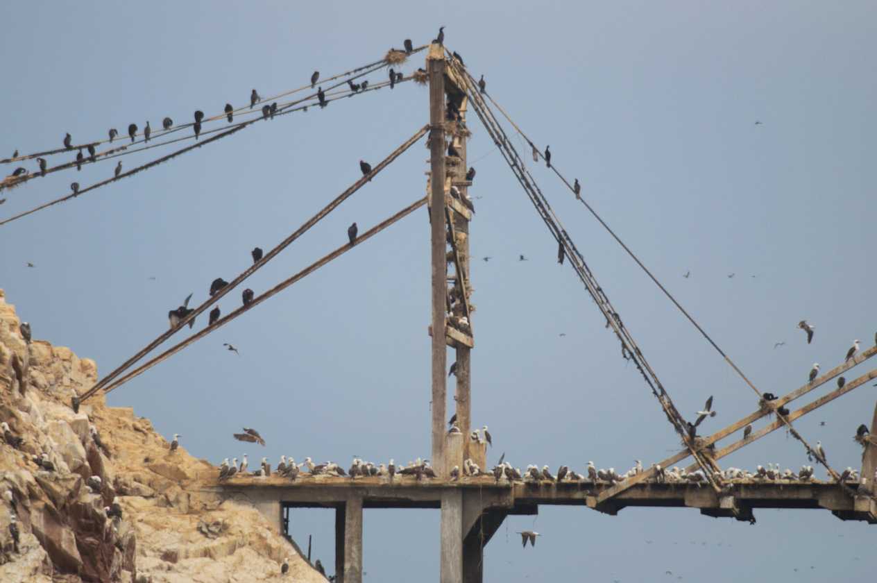 061 110505 Ballestas-Ica