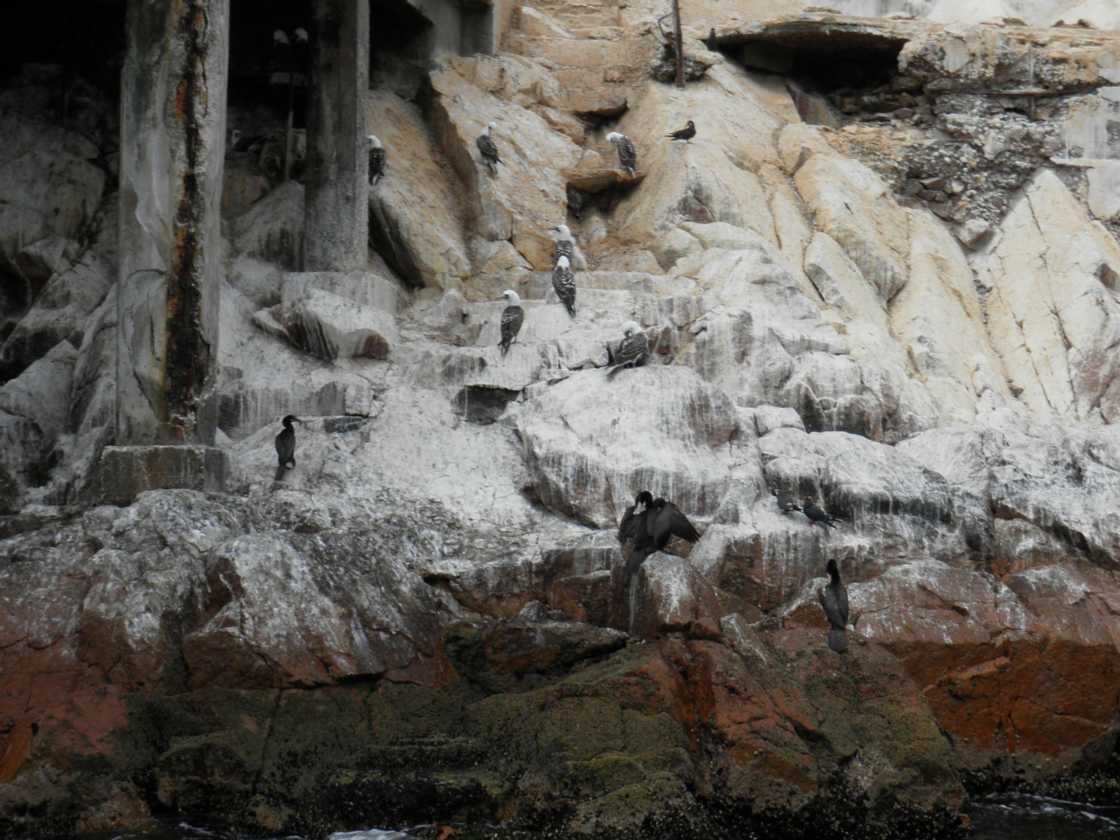 063 110505 Ballestas-Ica