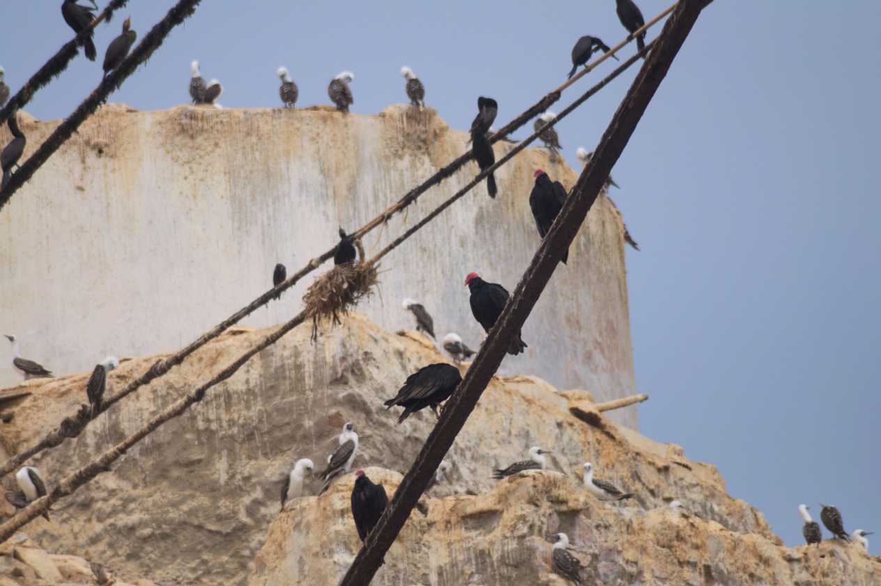 064 110505 Ballestas-Ica