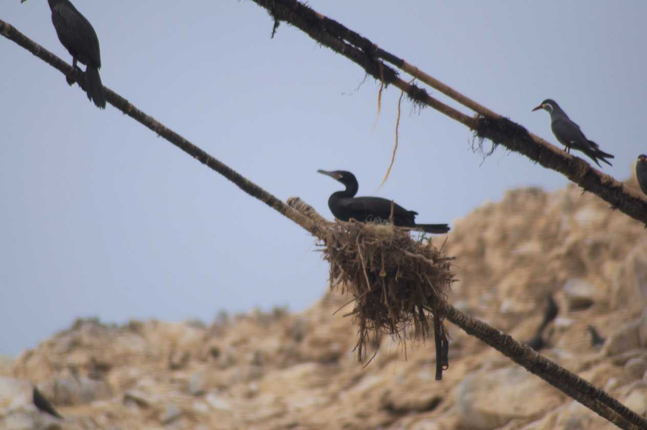 066 110505 Ballestas-Ica