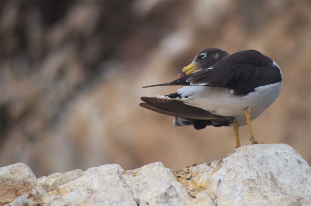 068 110505 Ballestas-Ica