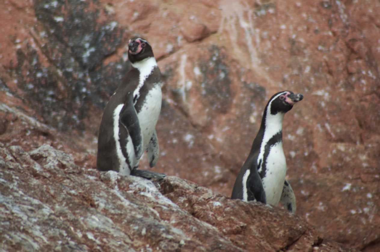 072 110505 Ballestas-Ica