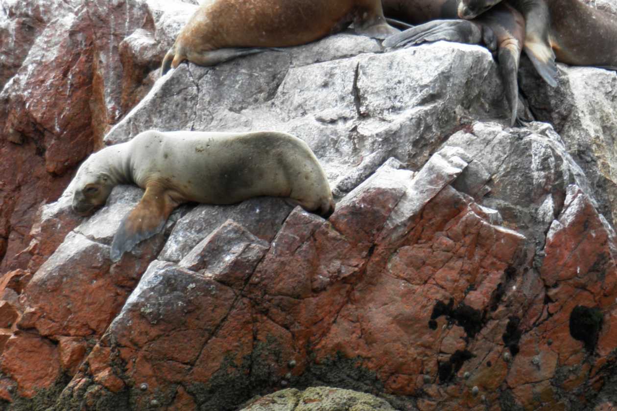077 110505 Ballestas-Ica