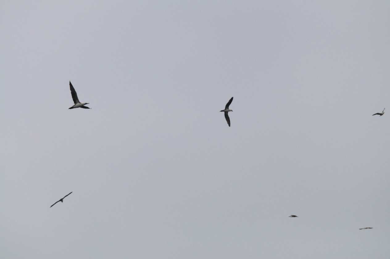 078 110505 Ballestas-Ica
