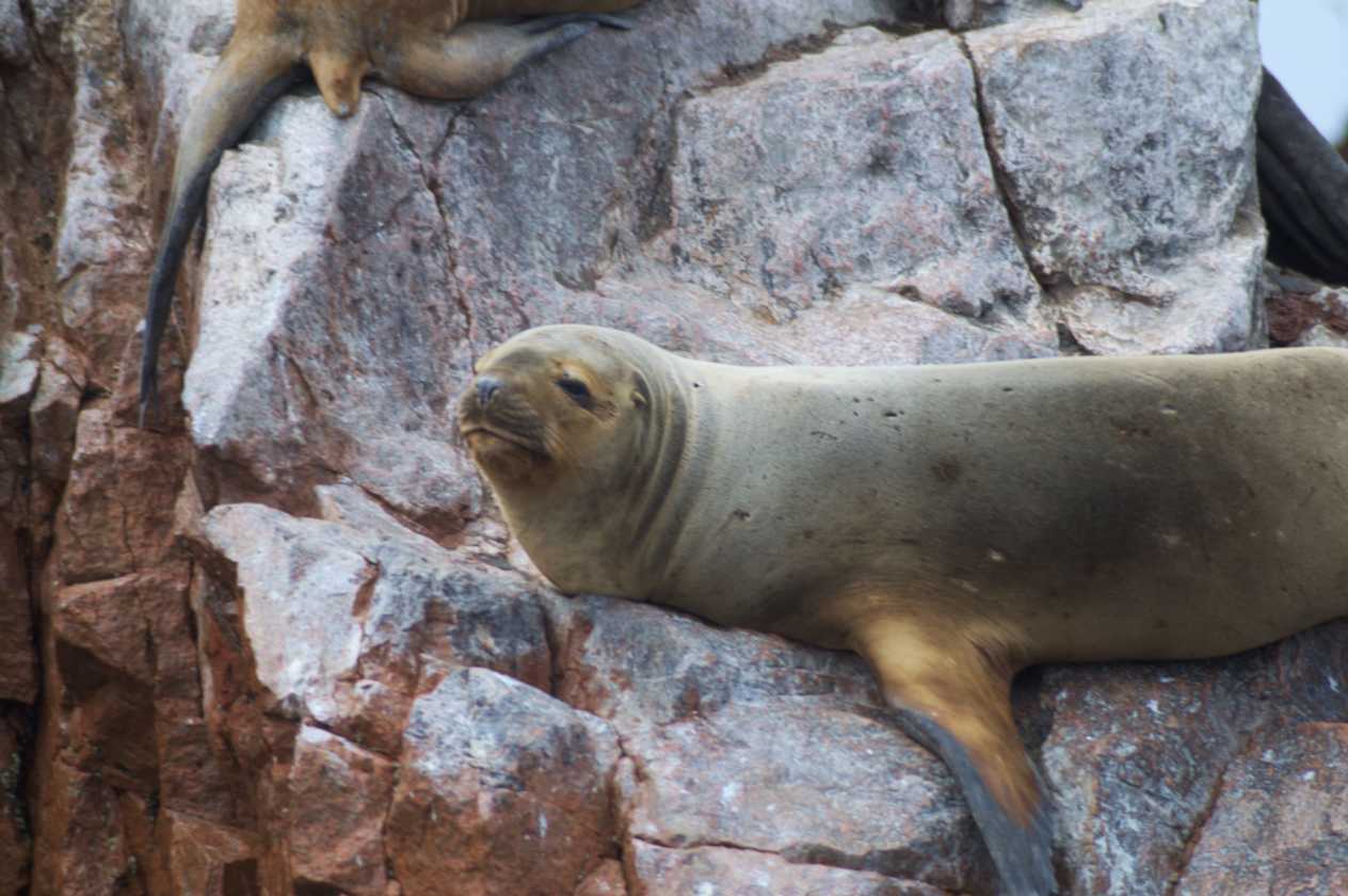 080 110505 Ballestas-Ica