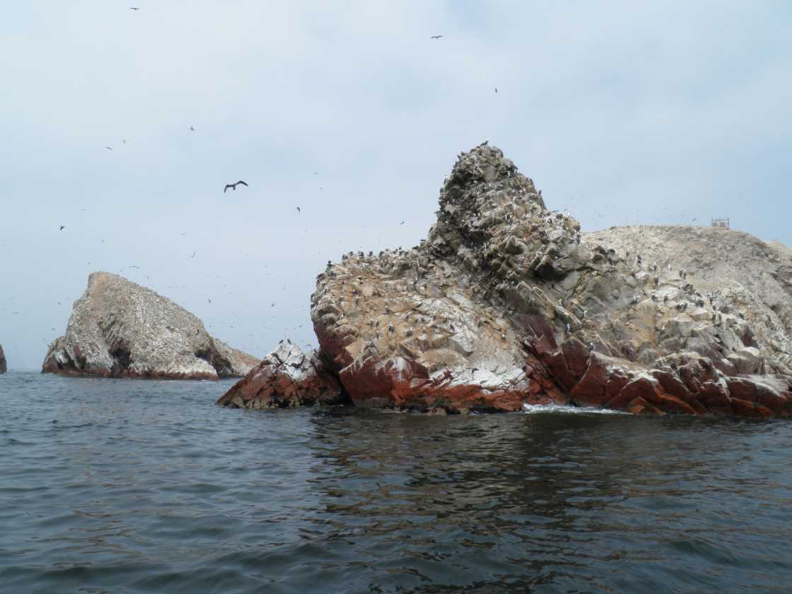 081 110505 Ballestas-Ica