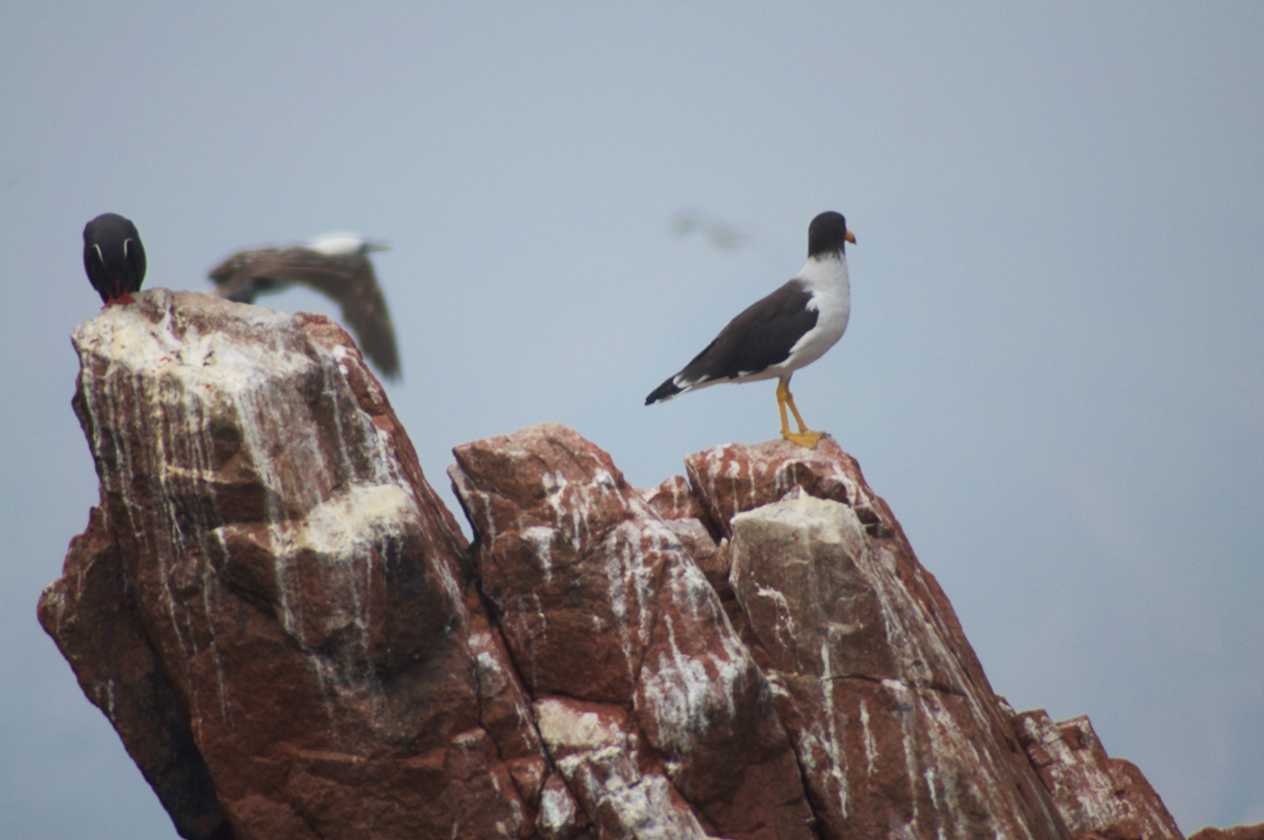 084 110505 Ballestas-Ica