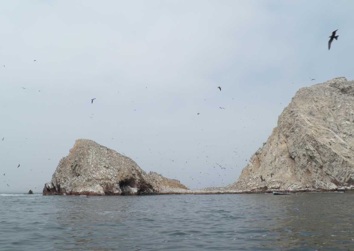 087 110505 Ballestas-Ica