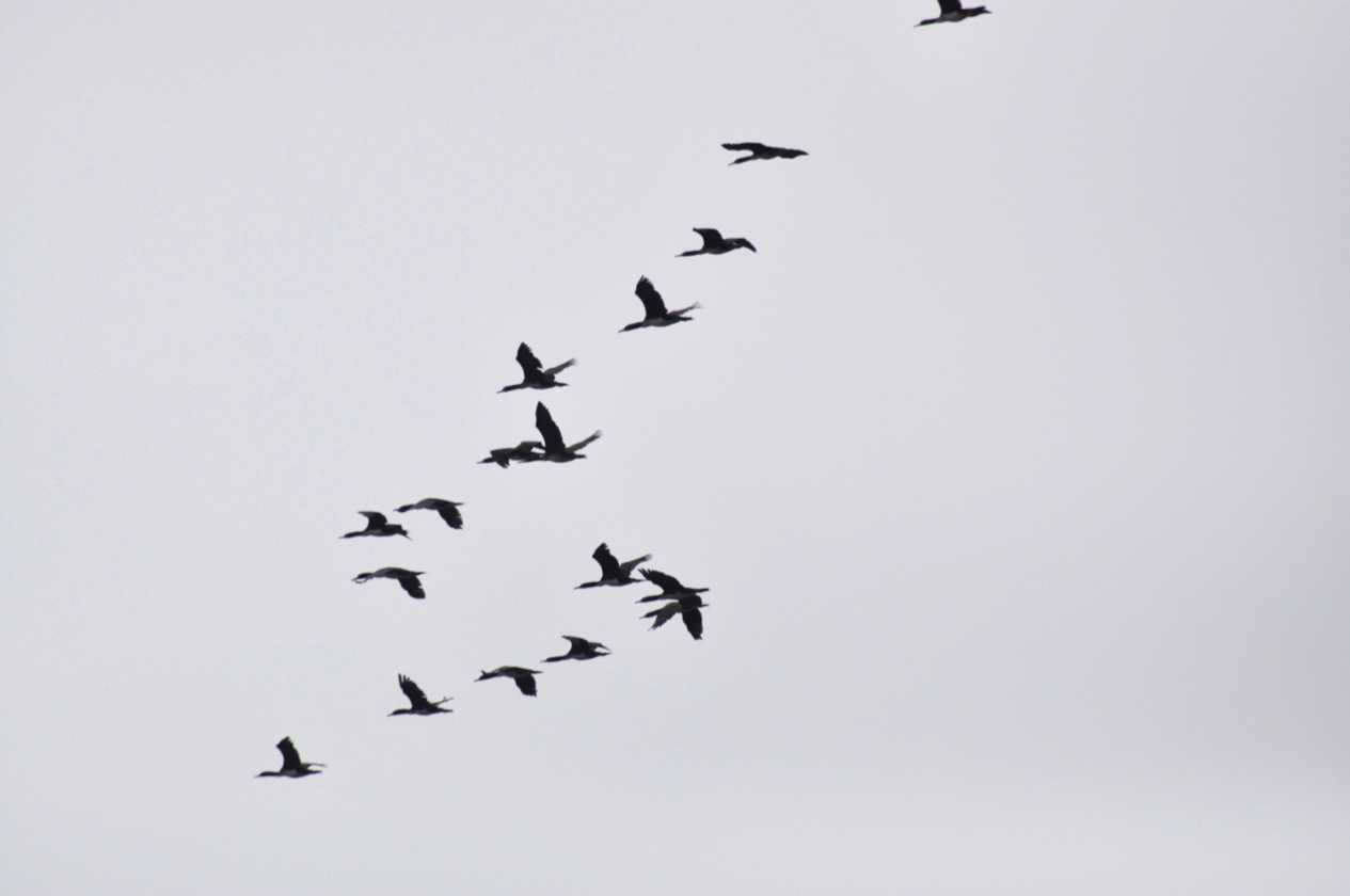 088 110505 Ballestas-Ica