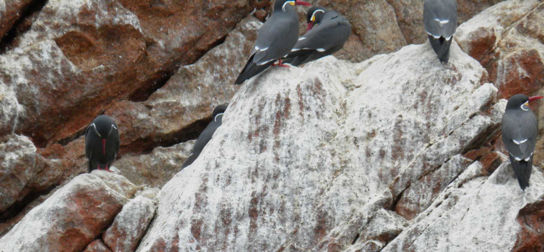 089 110505 Ballestas-Ica