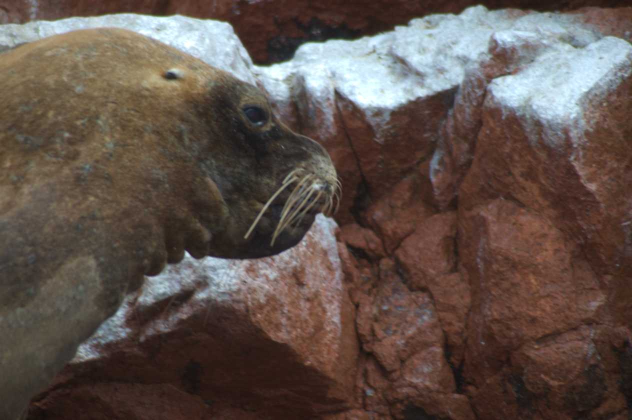 094 110505 Ballestas-Ica