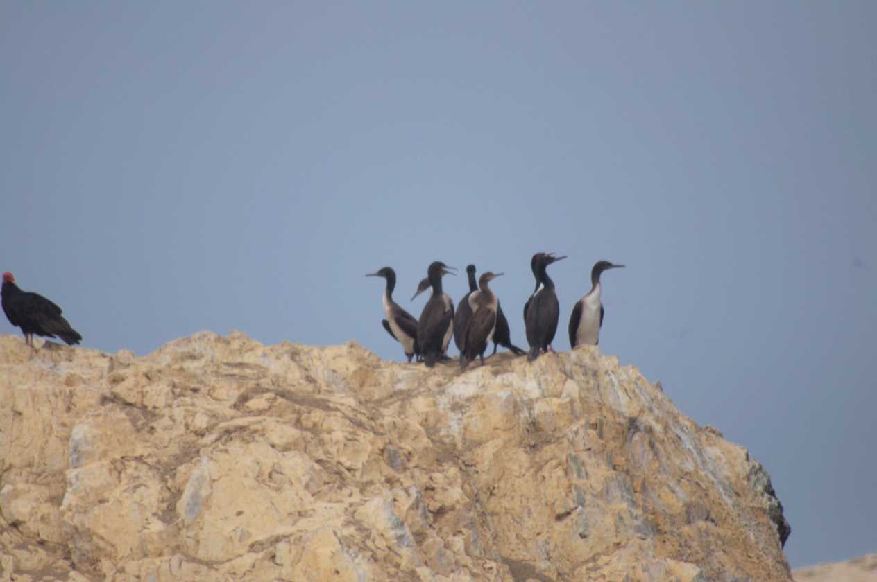 109 110505 Ballestas-Ica