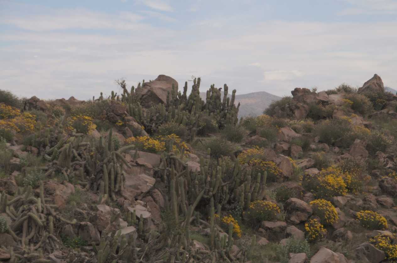 003 110510 Arequipa-Chivay