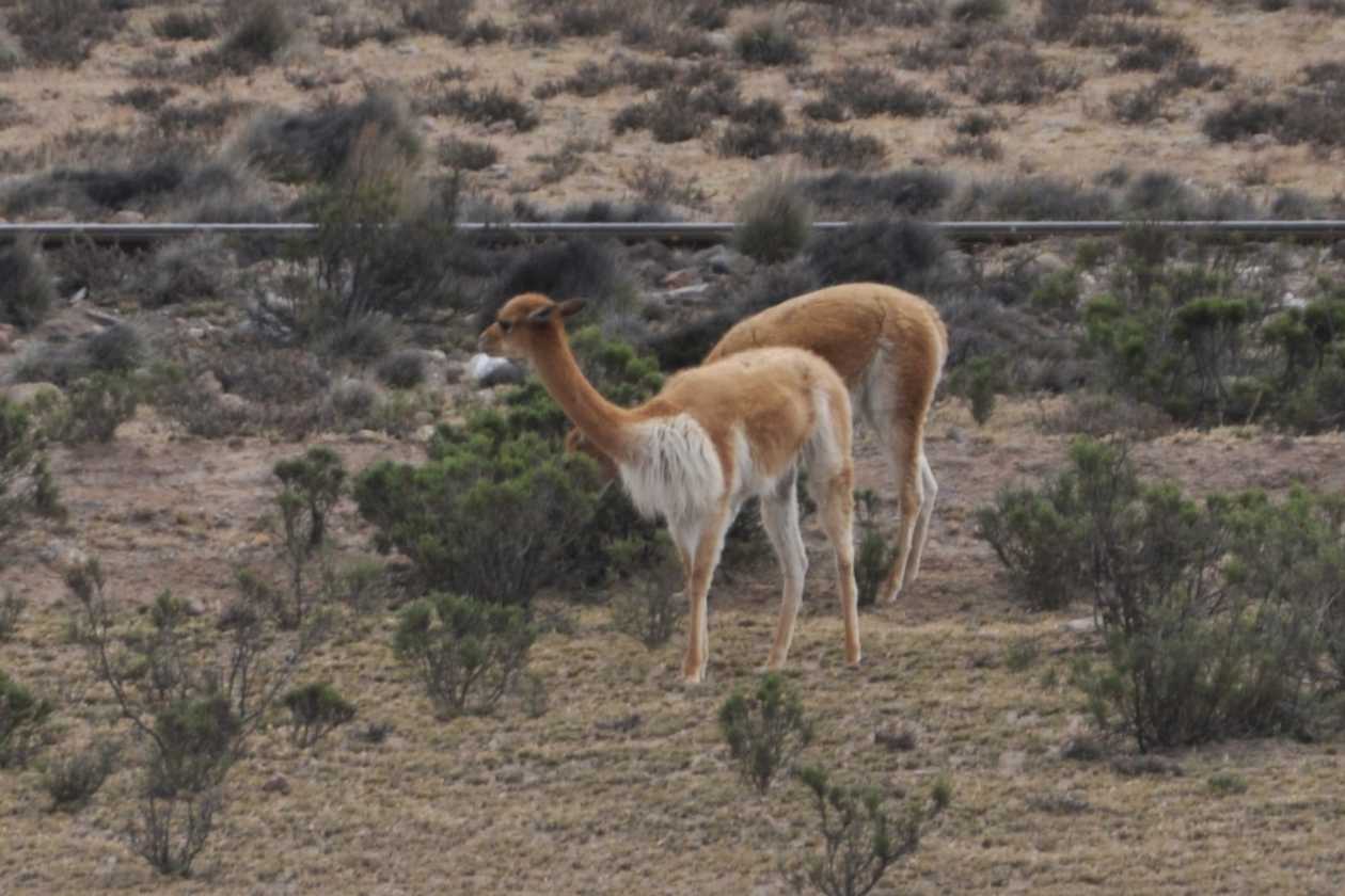 013 110510 Arequipa-Chivay