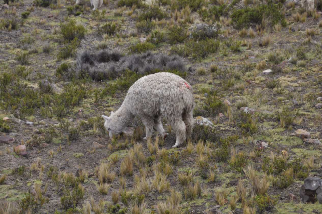 028 110510 Arequipa-Chivay
