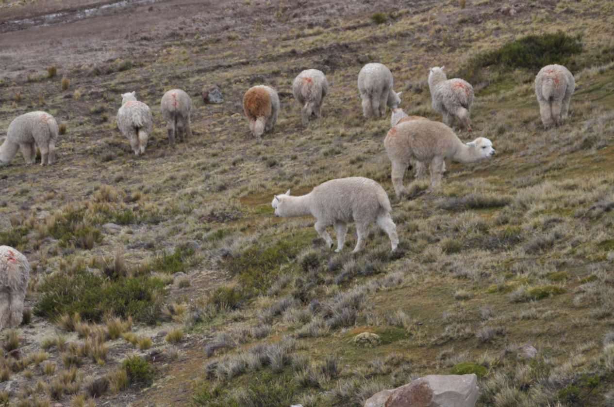 031 110510 Arequipa-Chivay