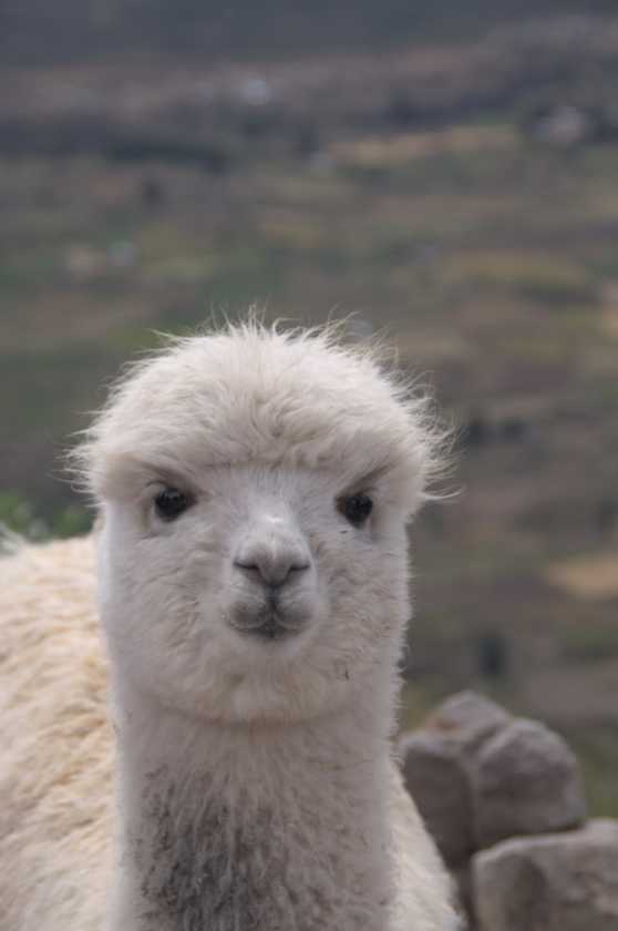 046 110510 Arequipa-Chivay