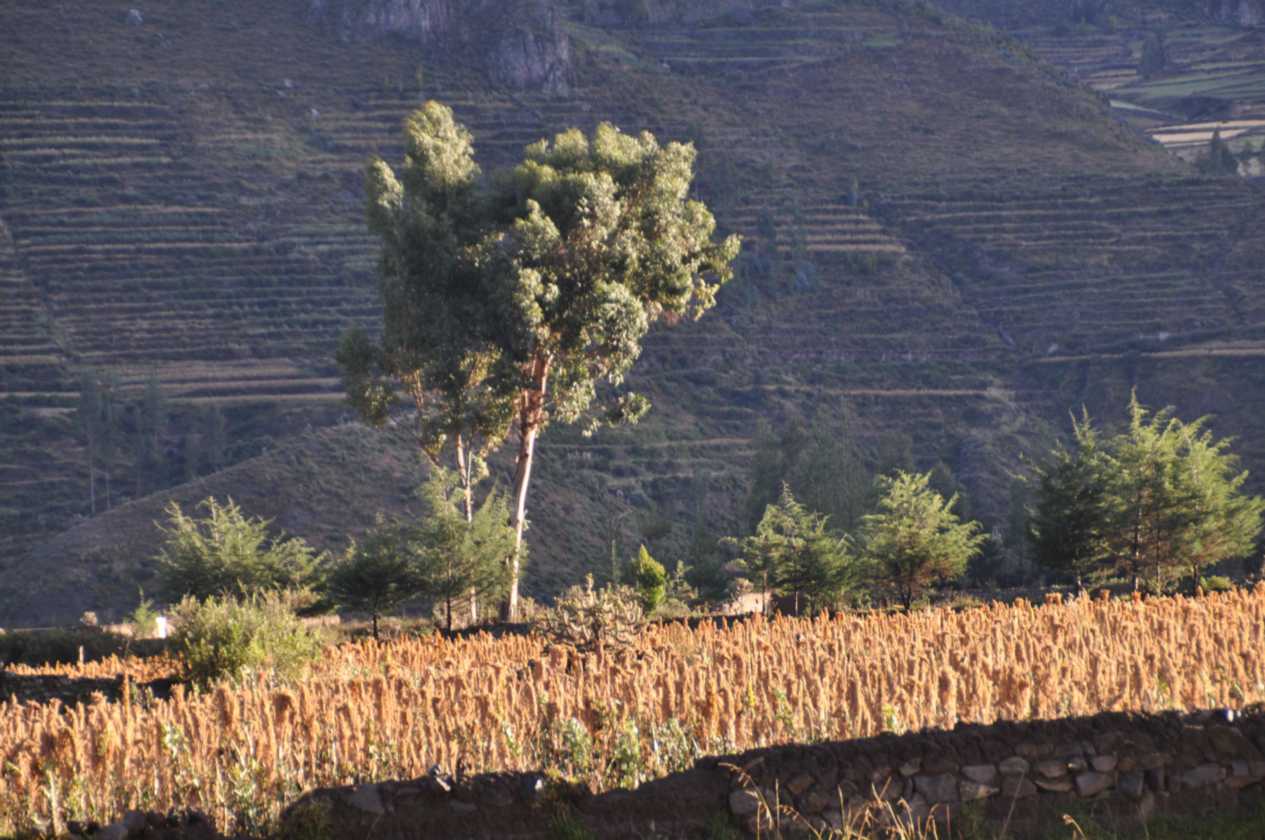 013 110511 Colca Canyon