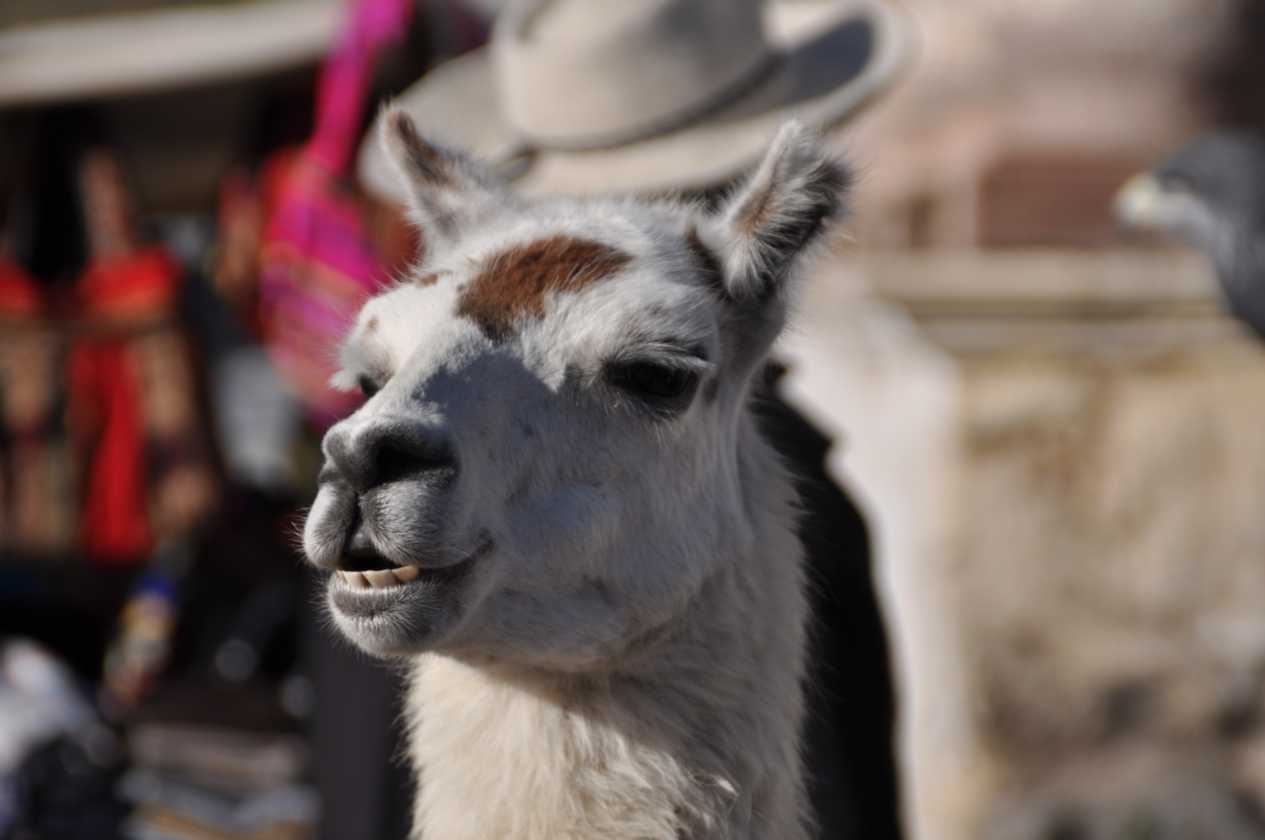 038 110511 Colca Canyon