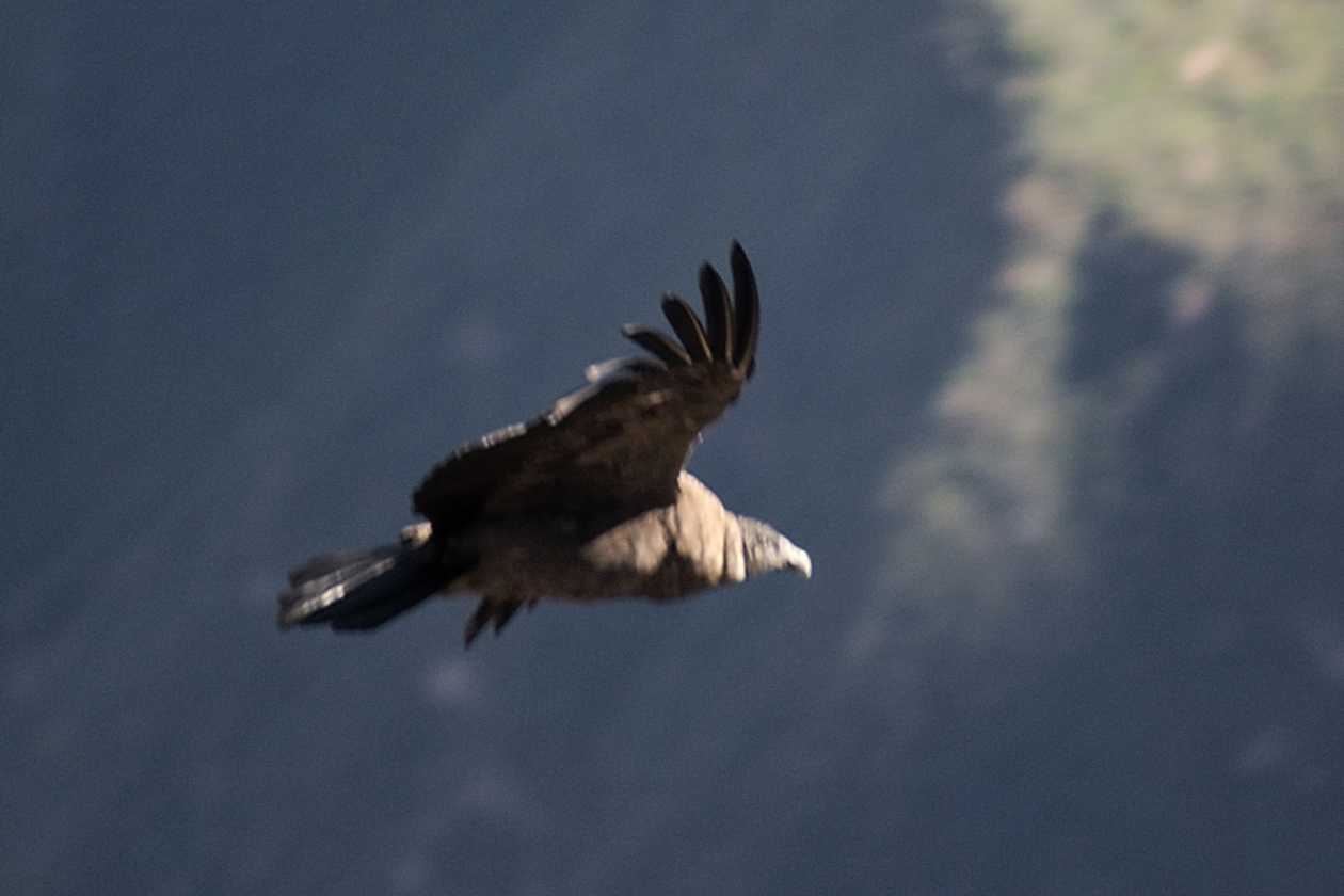 048 110511 Colca Canyon