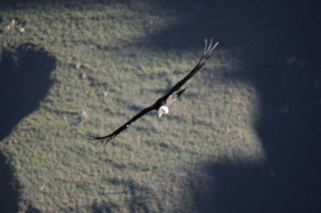 051 110511 Colca Canyon